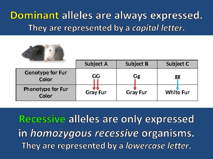 Subject A Subject B Subject C Genotype for Fur Color GG Gg gg Phenotype