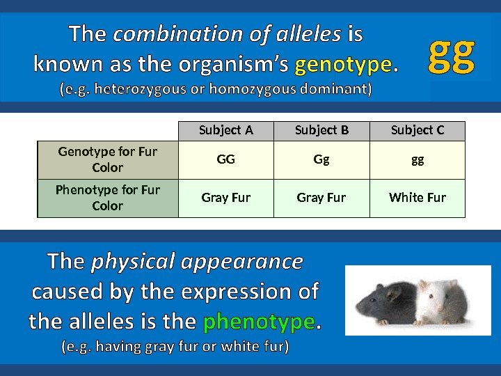 Subject A Subject B Subject C Genotype for Fur Color GG Gg gg Phenotype