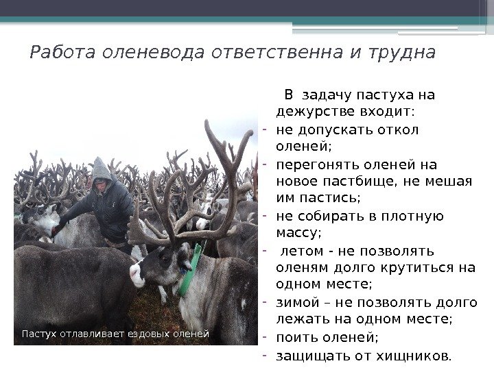 Работа оленевода ответственна и трудна  В задачу пастуха на дежурстве входит: - не