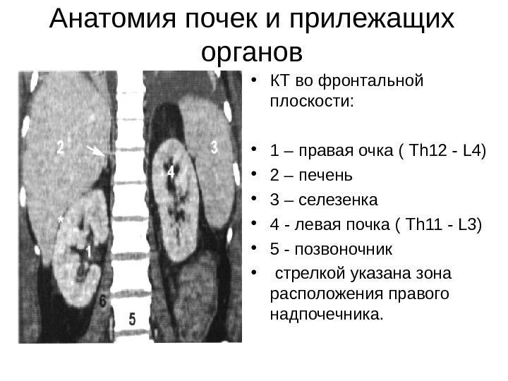 Анатомия почек и прилежащих органов • КТ во фронтальной плоскости:  • 1 –