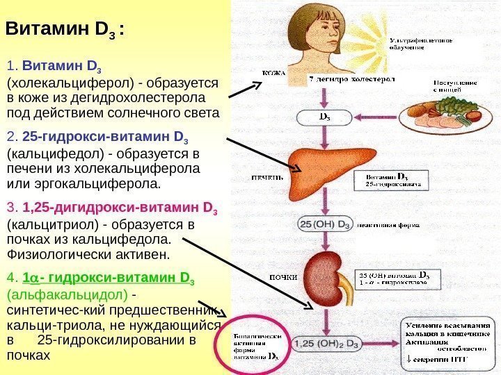 Витамин D 3  : 1.  Витамин D 3  (холекальциферол) - образуется