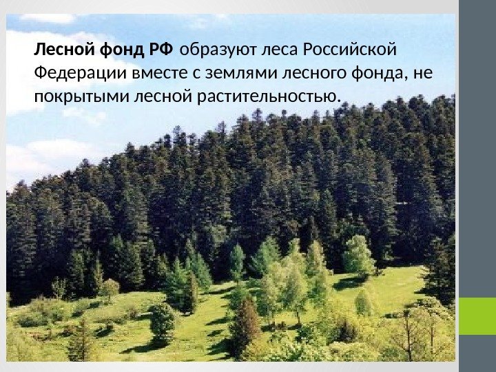Лесной фонд РФ образуют леса Российской Федерации вместе с землями лесного фонда, не покрытыми