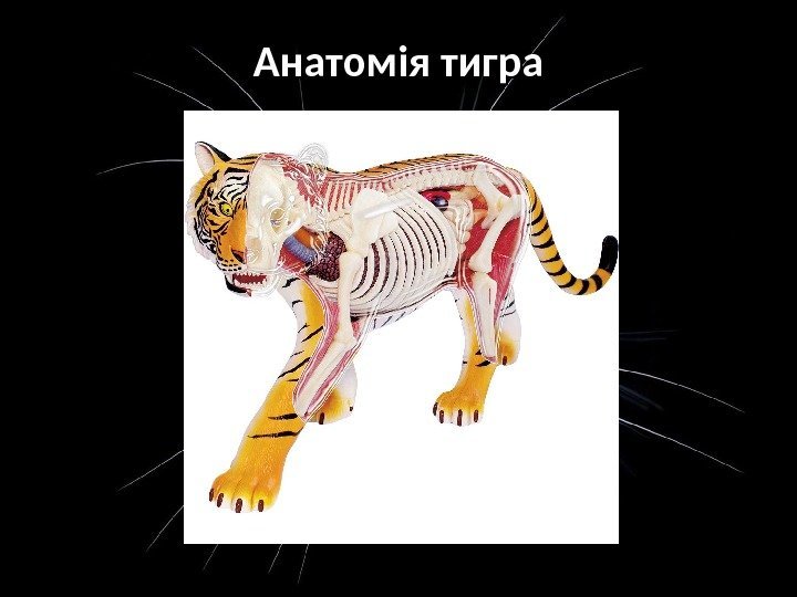 Анатомія тигра 