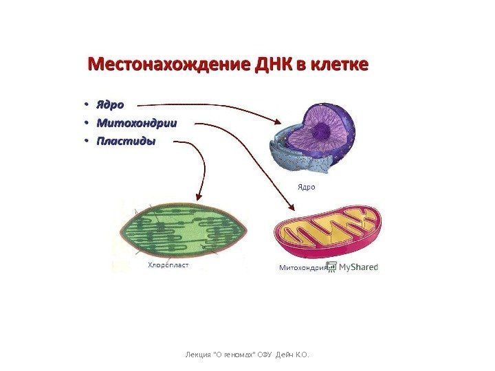 Лекция О геномах СФУ Дейч К. О. 