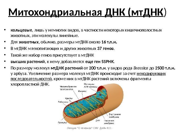 Митохондриальная ДНК (мт. ДНК ) • кольцевые , лишь у немногих видов, в частности