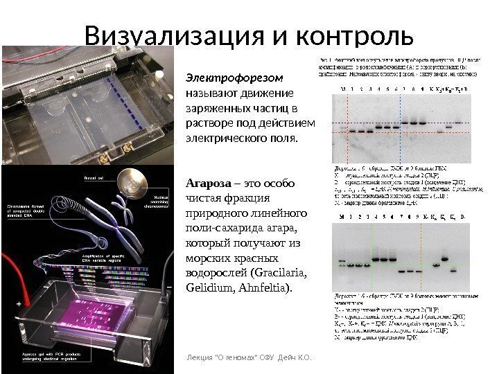 Визуализация и контроль Лекция О геномах СФУ Дейч К. О. Электрофорезом  называют движение