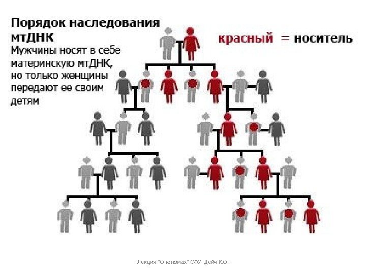 Лекция О геномах СФУ Дейч К. О. 