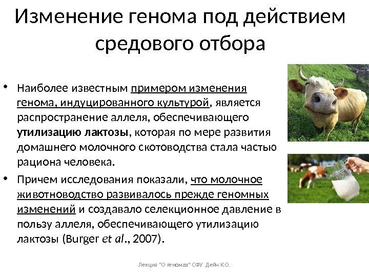 Изменение генома под действием средового отбора • Наиболее известным примером изменения генома, индуцированного культурой