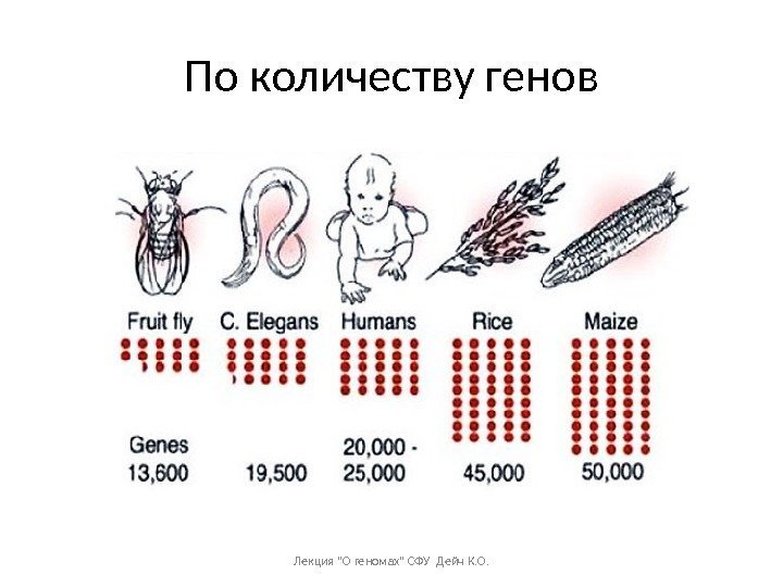 По количеству генов Лекция О геномах СФУ Дейч К. О. 