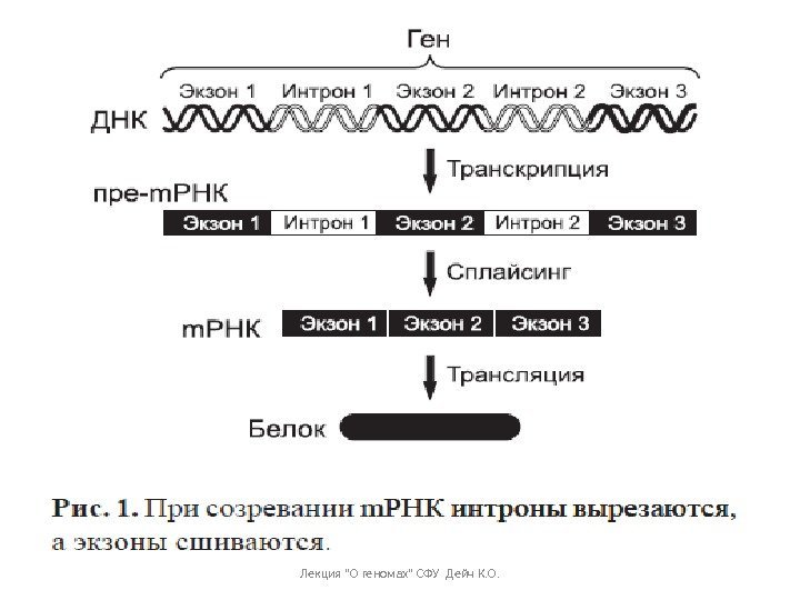 Лекция О геномах СФУ Дейч К. О. 