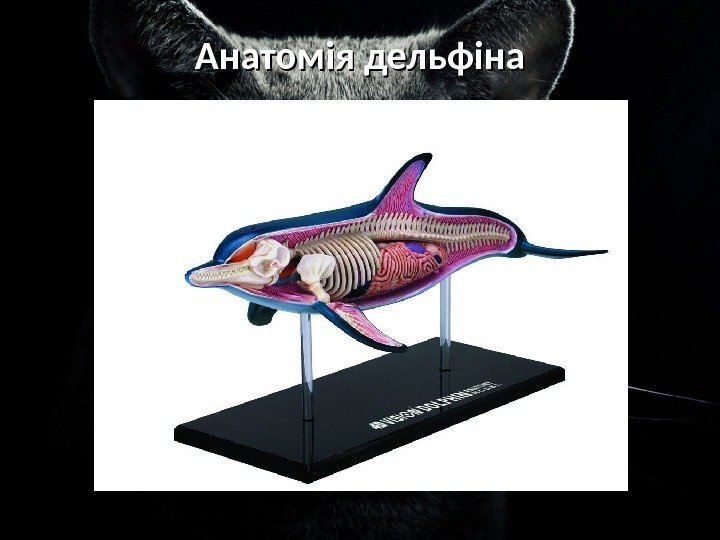Анатомія дельфіна 