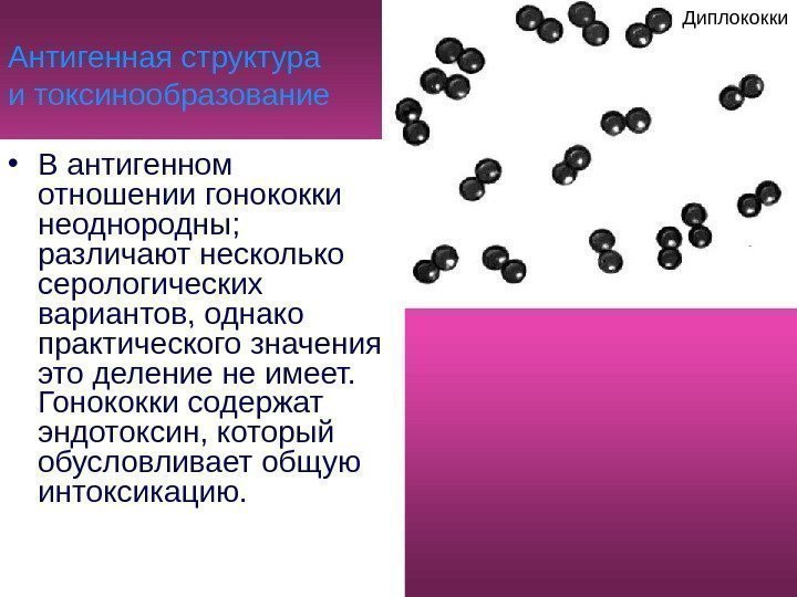   Антигенная структура и токсинообразование • В антигенном отношении гонококки неоднородны;  различают