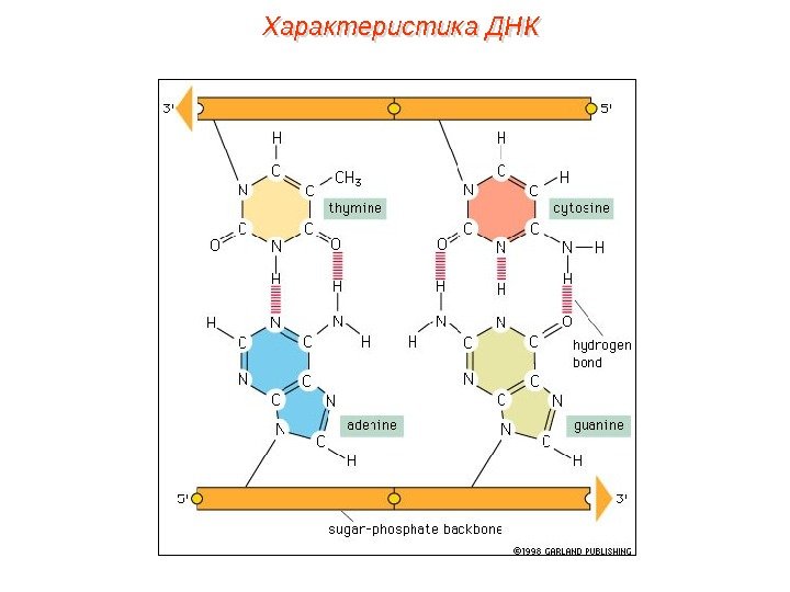 Характеристика ДНК 01 