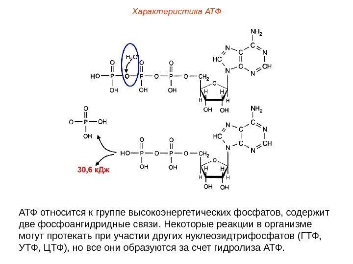 Характеристика АТФ относится к группе высокоэнергетических фосфатов, содержит две фосфоангидридные связи. Некоторые реакции в