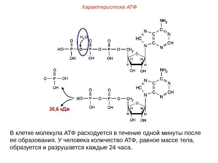 Характеристика АТФ В клетке молекула АТФ расходуется в течение одной минуты после ее образования.