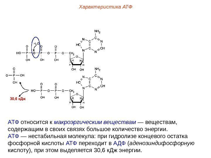 АТФ относится к макроэргическим веществам — веществам,  содержащим в своих связях большое количество