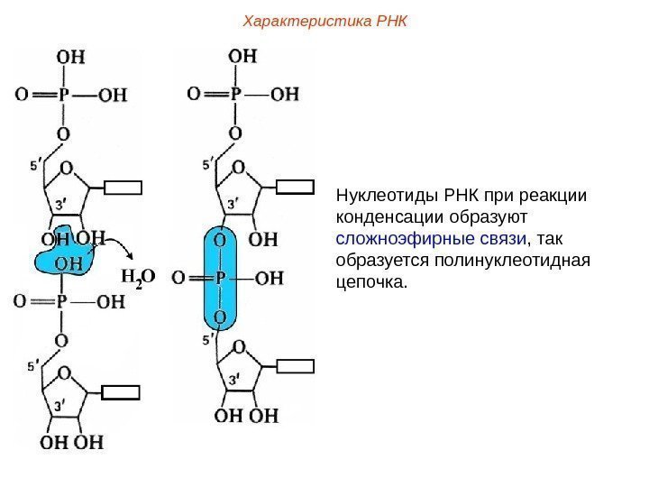 Нуклеотиды РНК при реакции конденсации образуют сложноэфирные связи , так образуется полинуклеотидная цепочка. Характеристика