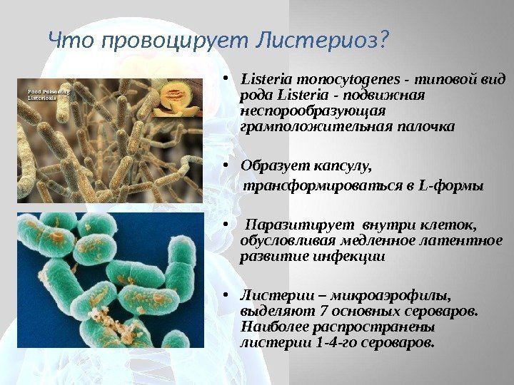 Что провоцирует Листериоз?  • Listeria monocytogenes - типовой вид рода Listeria - подвижная