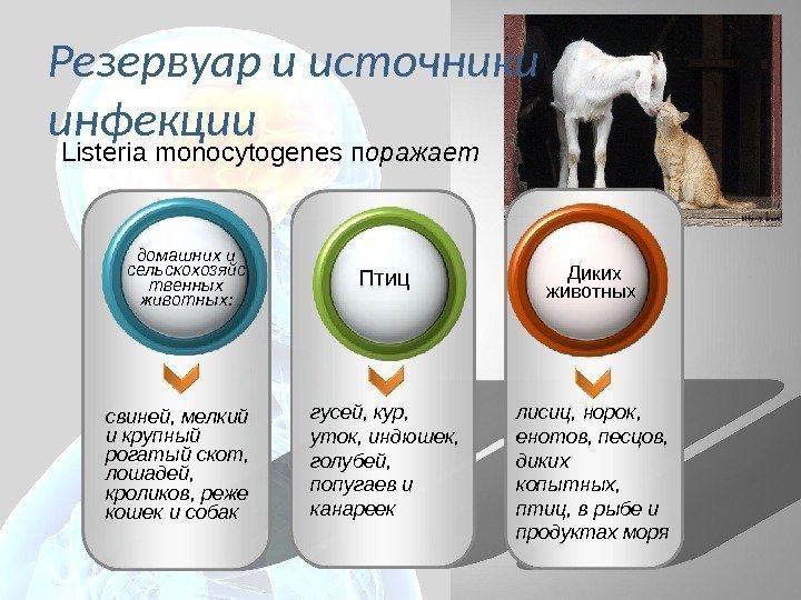 Резервуар и источники инфекции свиней, мелкий и крупный рогатый скот,  лошадей,  кроликов,