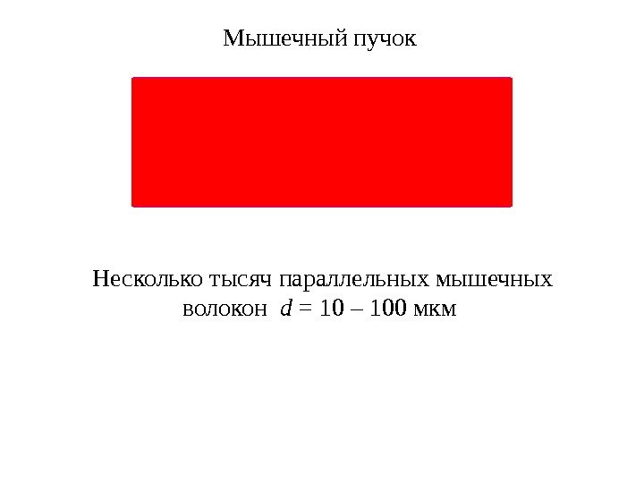 Мышечный пучок Несколько тысяч параллельных мышечных волокон  d  = 10 – 100