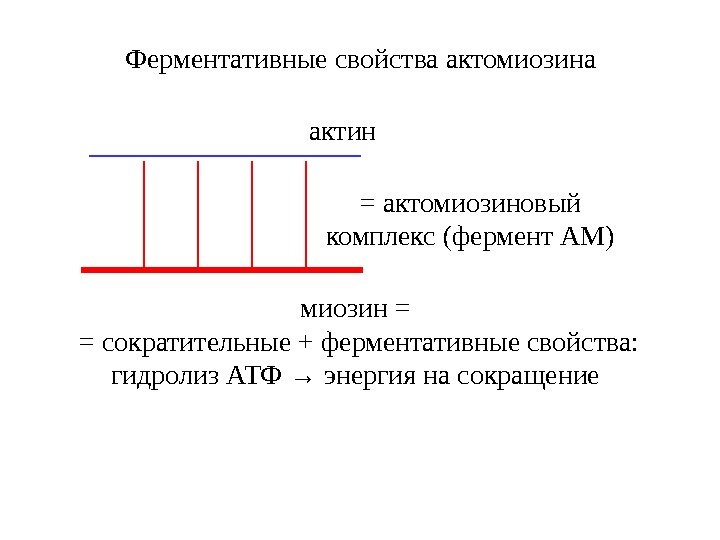 Ферментативные свойства актомиозина миозин = = сократительные + ферментативные свойства: гидролиз АТФ → энергия