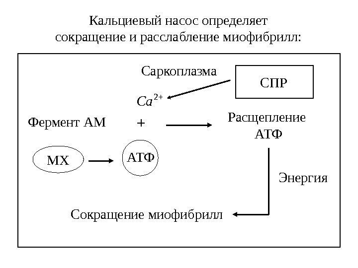 Кальциевый насос определяет сокращение и расслабление миофибрилл: Саркоплазма АТФФермент АМ 2 Ca Расщепление АТФ