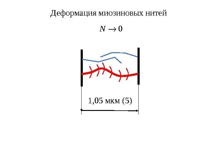 1, 05 мкм (5)Деформация миозиновых нитей  0 N 