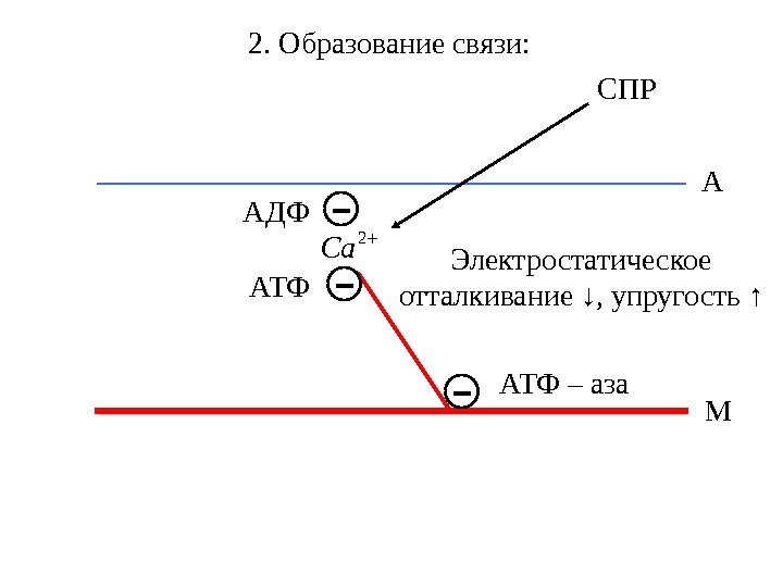 2. Образование связи: МА - АТФ – аза -АТФ -АДФ СПР 2 Ca Электростатическое