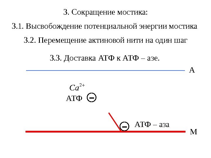 3. Сокращение мостика: МА - АТФ – аза -АТФ 2 Ca 3. 1. Высвобождение