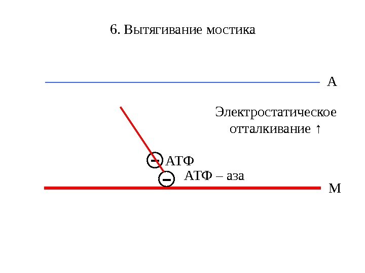 6. Вытягивание мостика МА - АТФ – аза - АТФ Электростатическое отталкивание ↑ 