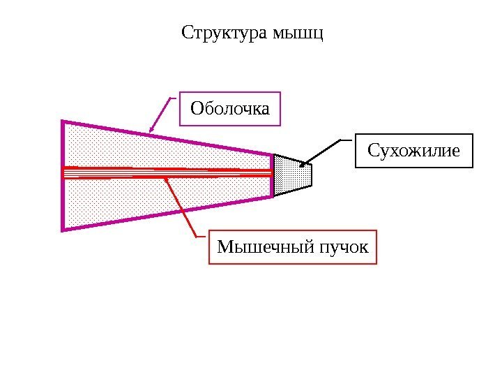 Оболочка Мышечный пучок Сухожилие. Структура мышц 