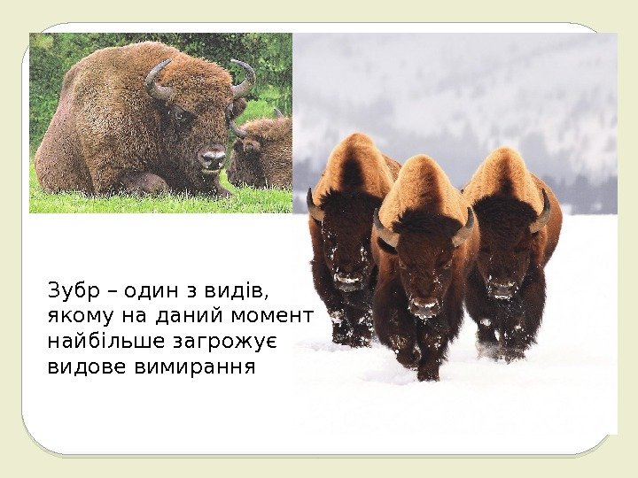 Зубр – один з видів, якому на даний момент найбільше загрожує видове вимирання 