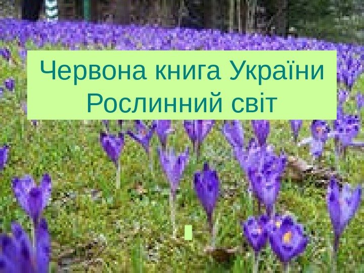 Червона книга України Рослинний світ 