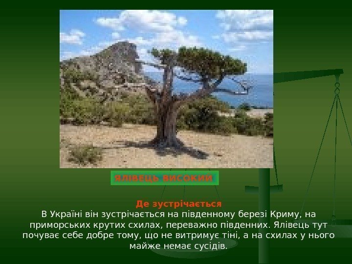 ЯЛІВЕЦЬ ВИСОКИЙ  Де зустрічається В Україні він зустрічається на південному березі Криму, на