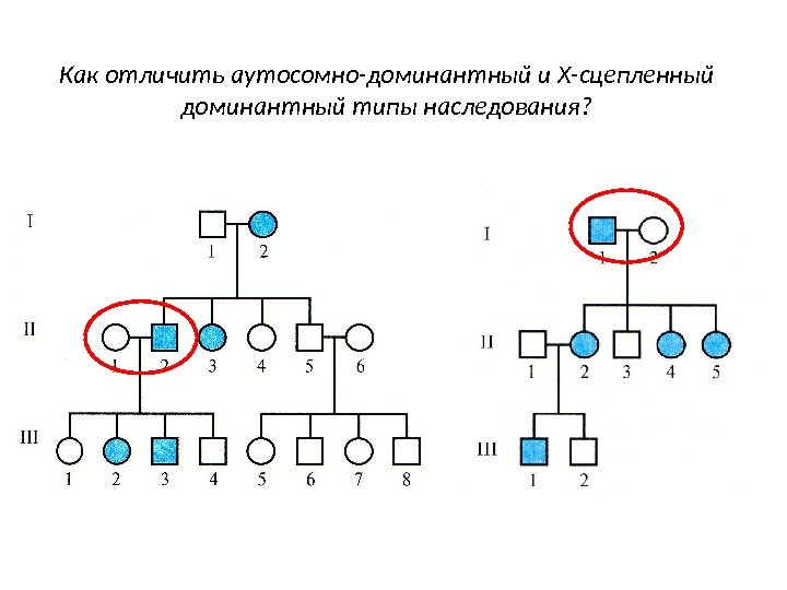 Как отличить аутосомно-доминантный и Х-сцепленный доминантный типы наследования? 