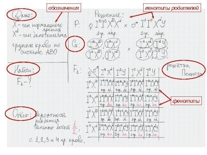 фенотипыобозначения генотипы родителей 