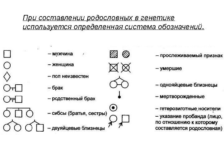 При составлении родословных в генетике используется определенная система обозначений. 