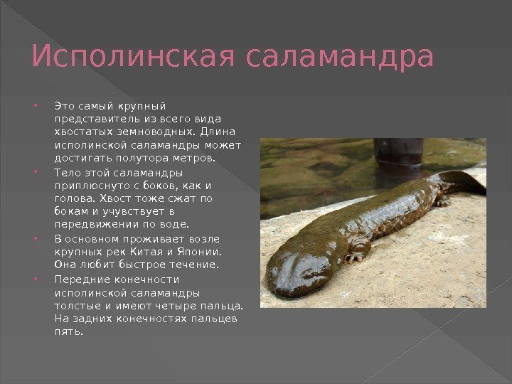 Исполинская саламандра Это самый крупный представитель из всего вида хвостатых земноводных. Длина исполинской саламандры