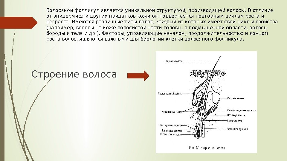 Строение волоса Волосяной фолликул является уникальной структурой, производящей волосы. В отличие от эпидермиса и