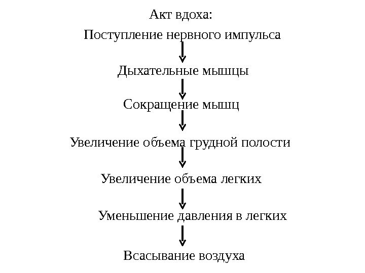 Акт вдоха: Дыхательные мышцы. Поступление нервного импульса Сокращение мышц Увеличение объема легких Уменьшение давления