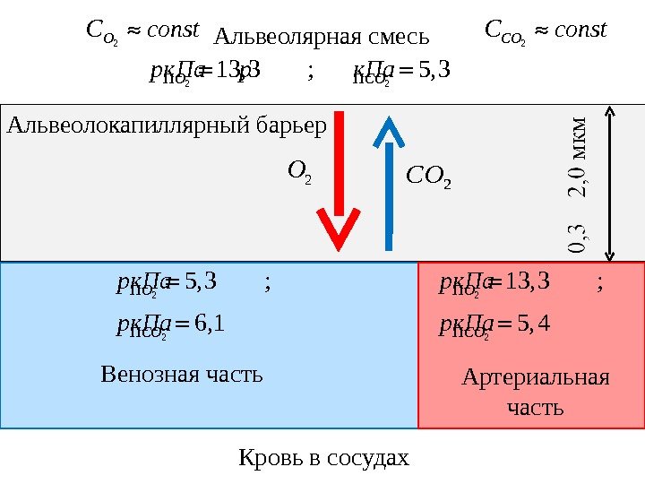 Альвеолокапиллярный барьер Альвеолярная смесь Кровь в сосудах2 OC const 2 COC const 2 O