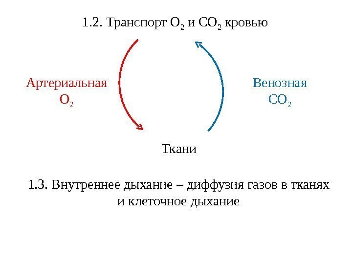 1. 2. Транспорт О 2 и СО 2 кровью 1. 3. Внутреннее дыхание –