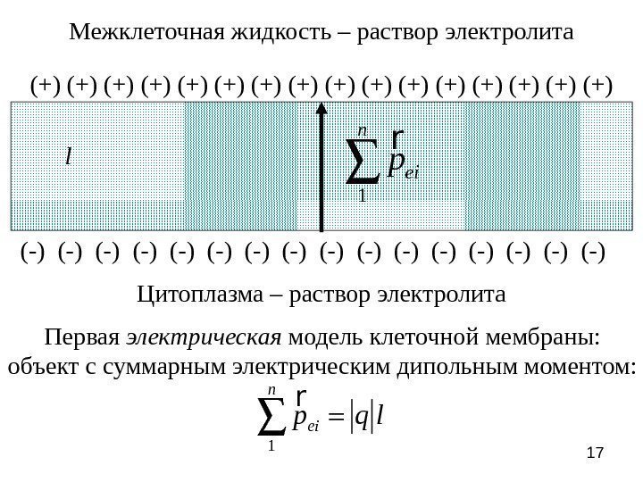 17 Межклеточная жидкость – раствор электролита Цитоплазма – раствор электролита(+) (+) (+) (+) (-)