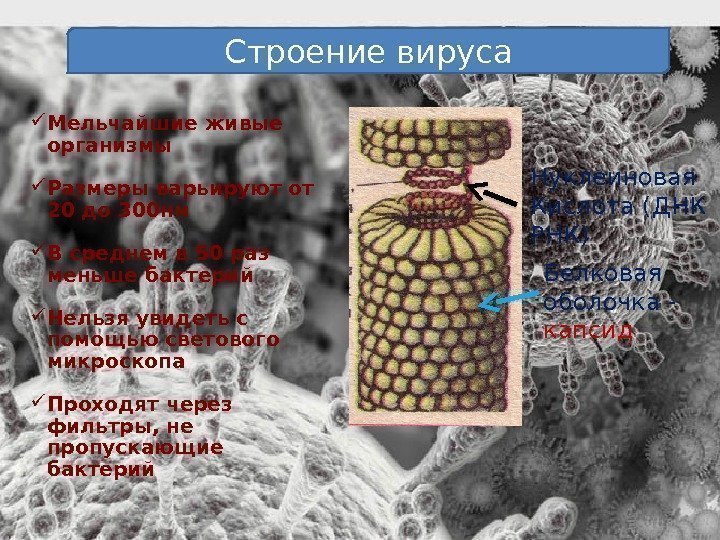 Строение вируса Нуклеиновая Кислота (ДНК РНК) Белковая оболочка - капсид Мельчайшие живые организмы Размеры