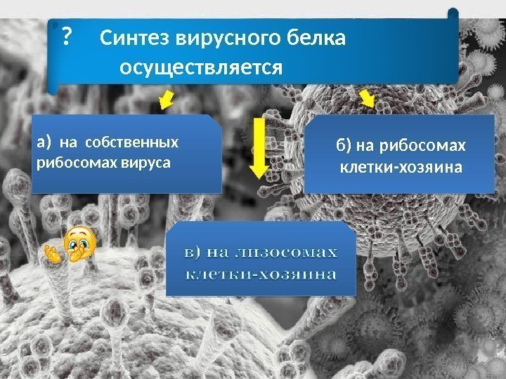 ?  Синтез вирусного белка   осуществляется  а)  на собственных 