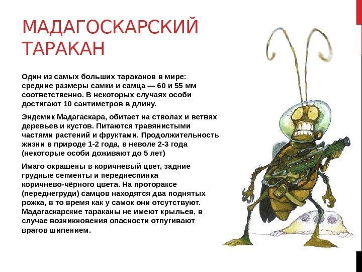 МАДАГОСКАРСКИЙ ТАРАКАН Один из самых больших тараканов в мире:  средние размеры самки и