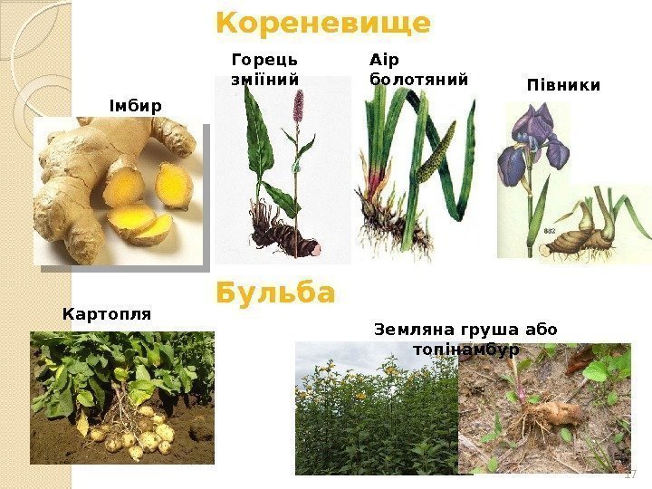 Імбир Кореневище Горець зміїний Півники. Аір болотяний Бульба Земляна груша або топінамбур. Картопля 17