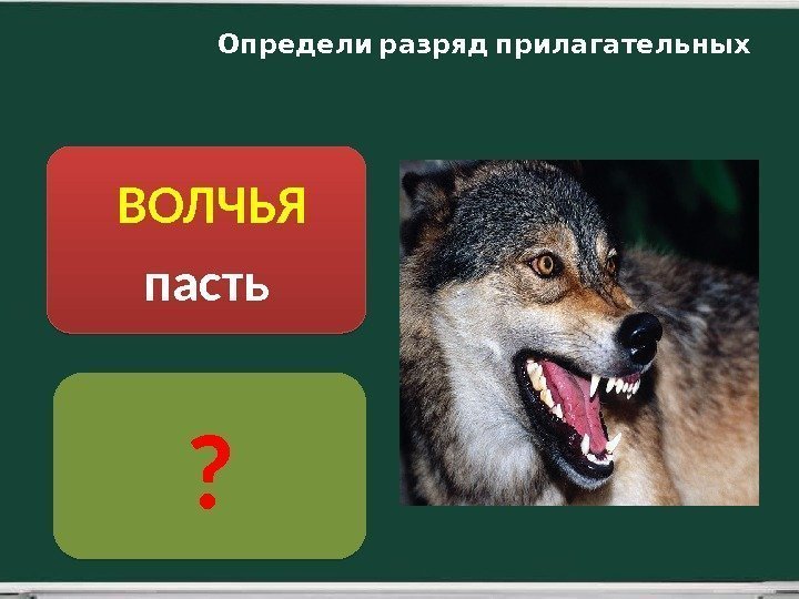  ВОЛЧЬЯ пасть ? Определи разряд прилагательных05 03 3 E 32 