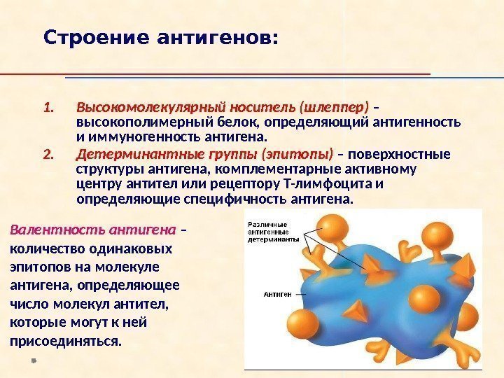Строение антигенов: 1. Высокомолекулярный носитель (шлеппер) – высокополимерный белок, определяющий антигенность и иммуногенность антигена.