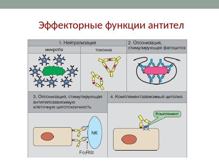 Эффекторные функции антител 